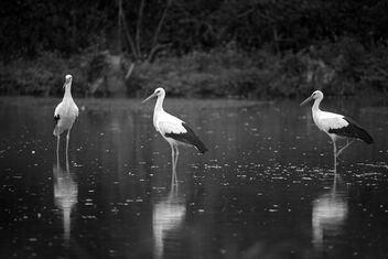 The good afternoon - image gratuit #484139